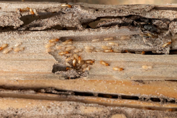 Best Affordable Pest Control Services  in Carlisle Rockledge, AL
