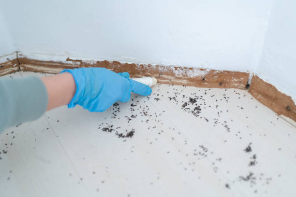 Best Affordable Pest Control Services  in Carlisle Rockledge, AL
